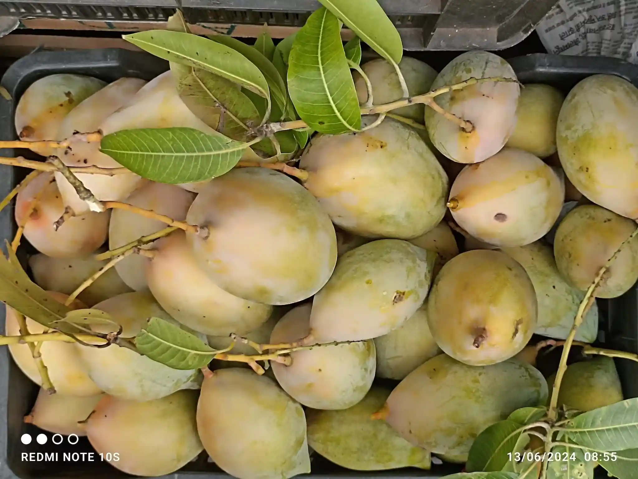 R.T. Mamedi (આર.ટી. મામેદી કેરી)